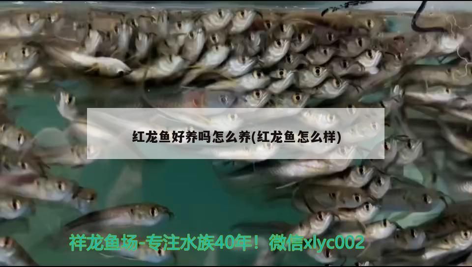 紅龍魚好養嗎怎么養(紅龍魚怎么樣)