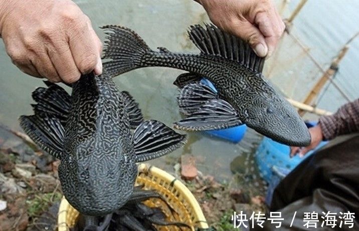 固原觀賞魚市場地址在哪兒(新鄉觀賞魚批發在哪)