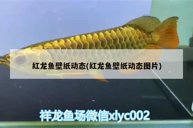 魚(yú)缸 紅龍魚(yú)壁紙動(dòng)態(tài)(紅龍魚(yú)壁紙動(dòng)態(tài)圖片) 觀賞魚(yú)百科 紅龍魚(yú)壁紙動(dòng)態(tài)(紅龍魚(yú)壁紙動(dòng)態(tài)圖片) 紅龍魚(yú)壁紙動(dòng)態(tài)(紅龍魚(yú)壁紙動(dòng)態(tài)圖片) 觀賞魚(yú)百科