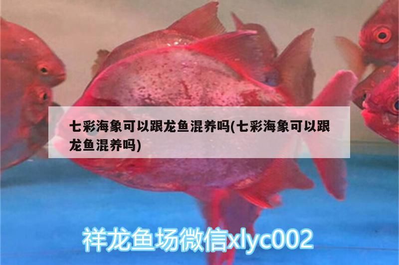 七彩海象可以跟龍魚混養(yǎng)嗎(七彩海象可以跟龍魚混養(yǎng)嗎) 七彩海象可以跟龍魚混養(yǎng)嗎(七彩海象可以跟龍魚混養(yǎng)嗎) 觀賞魚百科