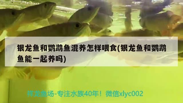 飼料 銀龍魚和鸚鵡魚混養怎樣喂食(銀龍魚和鸚鵡魚能一起養嗎) 觀賞魚百科 銀龍魚和鸚鵡魚混養怎樣喂食(銀龍魚和鸚鵡魚能一起養嗎) 銀龍魚和鸚鵡魚混養怎樣喂食(銀龍魚和鸚鵡魚能一起養嗎) 觀賞魚百科