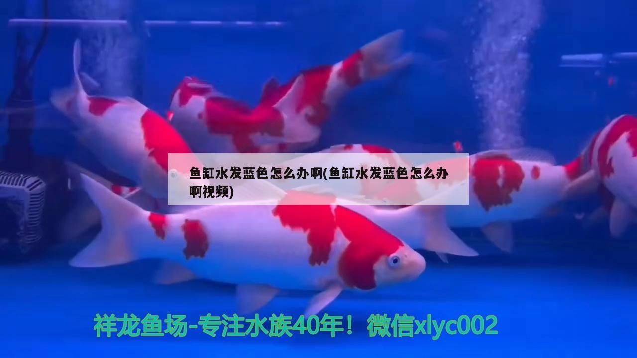 飼料 魚缸水發藍色怎么辦啊(魚缸水發藍色怎么辦啊視頻) 觀賞魚百科 魚缸水發藍色怎么辦啊(魚缸水發藍色怎么辦啊視頻) 魚缸水發藍色怎么辦啊(魚缸水發藍色怎么辦啊視頻) 觀賞魚百科
