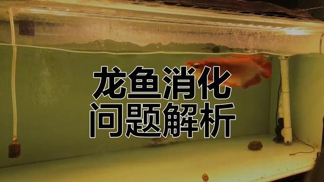 婁煩龍魚 婁煩龍魚 觀賞魚百科 第8張
