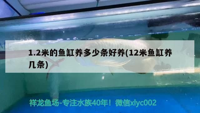 1.2米的魚缸養多少條好養(12米魚缸養幾條)