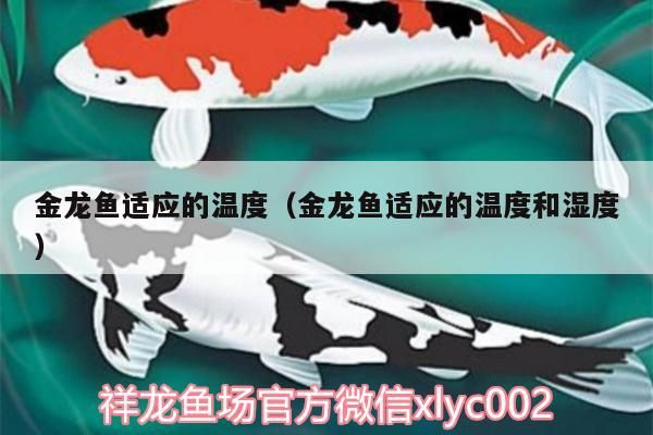 金龍魚適應的溫度（金龍魚適應的溫度和濕度）