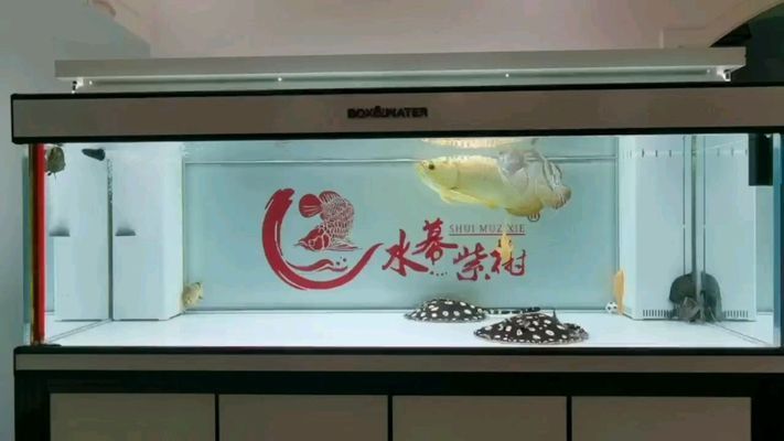 魚糧 緬甸圖騰金龍魚是什么魚種(緬甸圖騰金龍魚是什么魚種圖片) 觀賞魚百科 緬甸圖騰金龍魚是什么魚種(緬甸圖騰金龍魚是什么魚種圖片) 緬甸圖騰金龍魚是什么魚種(緬甸圖騰金龍魚是什么魚種圖片) 觀賞魚百科