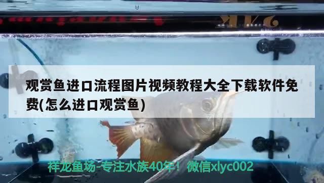 小魚缸批發市場（小魚缸批發市場地址） 小魚缸批發市場（小魚缸批發市場地址） 觀賞魚百科 第4張