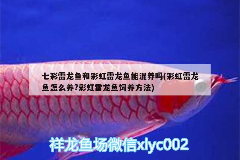 七彩雷龍魚和彩虹雷龍魚能混養嗎(彩虹雷龍魚怎么養?彩虹雷龍魚飼養方法) 七彩雷龍魚和彩虹雷龍魚能混養嗎(彩虹雷龍魚怎么養?彩虹雷龍魚飼養方法) 觀賞魚百科