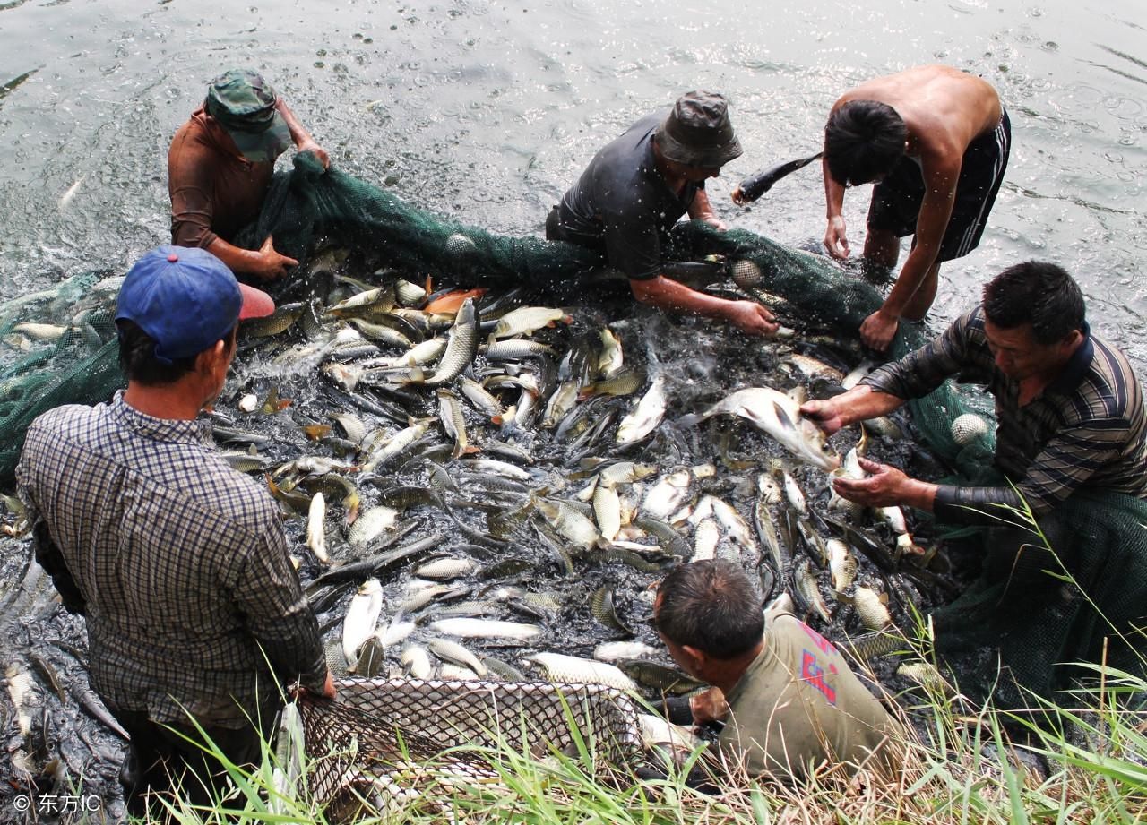 自貢魚池水泵設備 自貢魚池水泵設備 觀賞魚百科