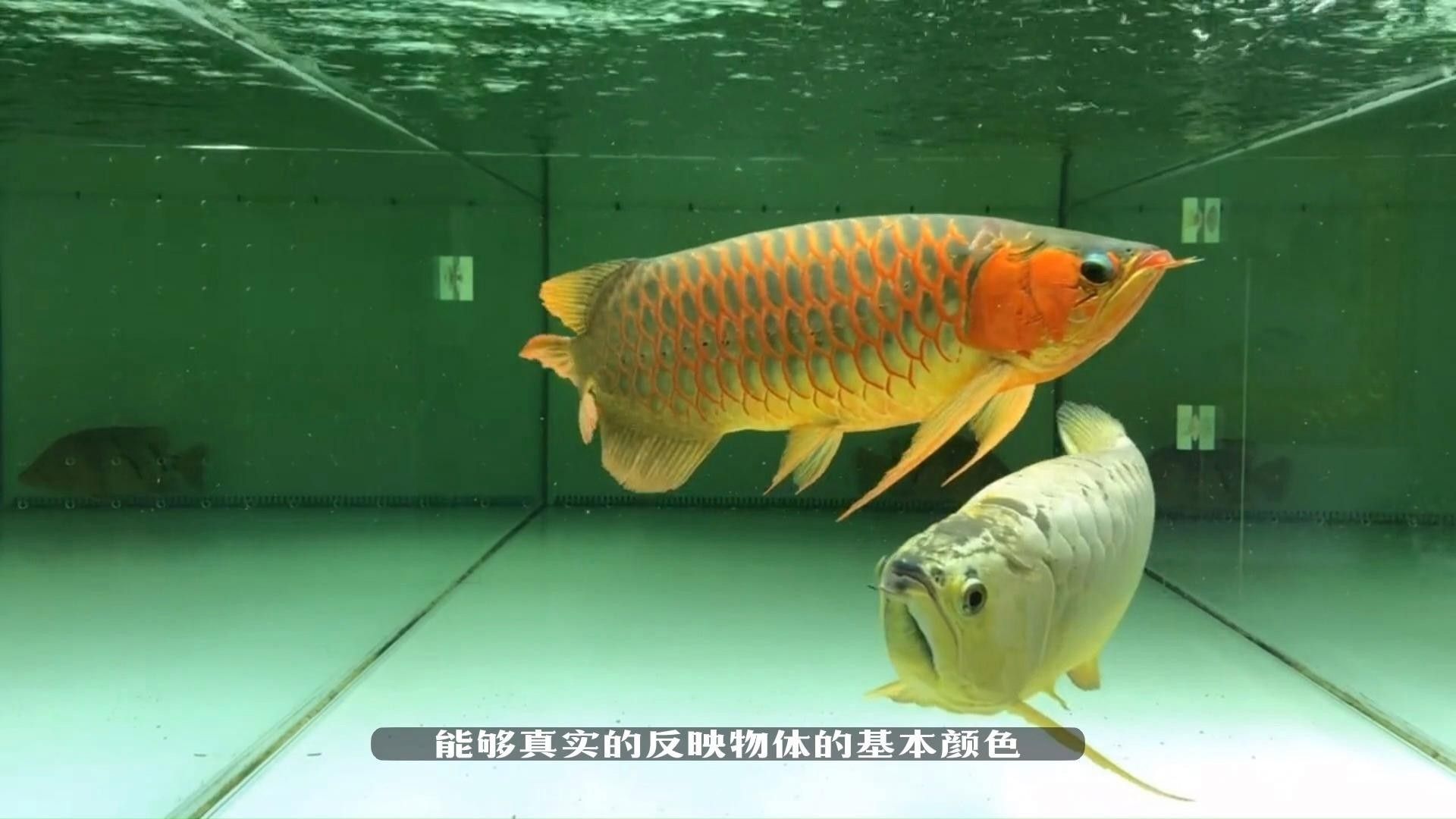龍魚用什么顏色的燈光