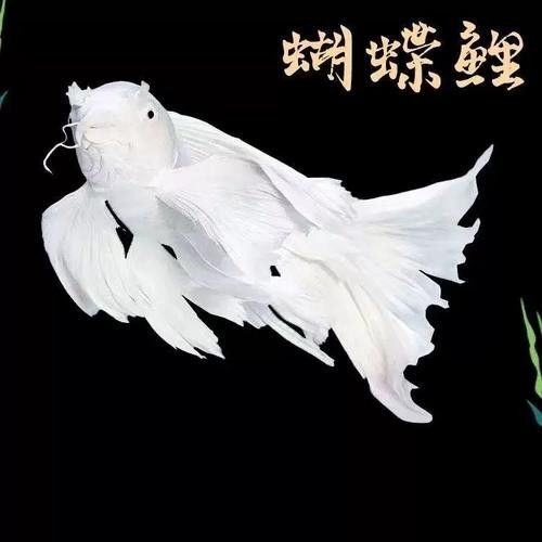冷水魚貴妃龍鯉