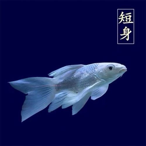 冷水魚貴妃龍鯉