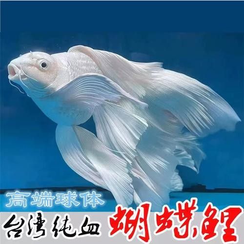 冷水魚貴妃龍鯉