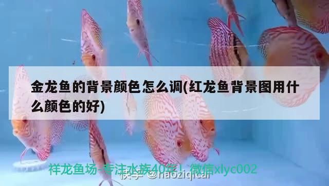 金龍魚(yú)的背景顏色怎么調(diào)(紅龍魚(yú)背景圖用什么顏色的好)