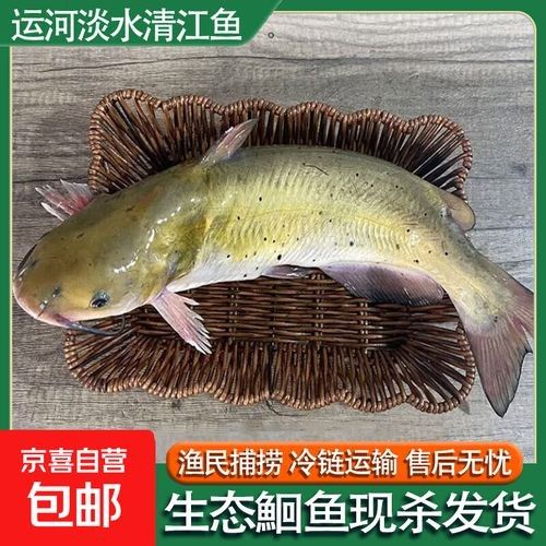 運河金龍魚和金龍魚區別 運河金龍魚和金龍魚區別 觀賞魚百科 第2張