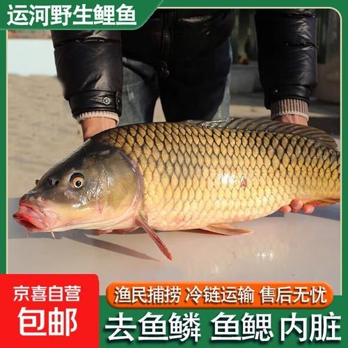 運河金龍魚和金龍魚區別 運河金龍魚和金龍魚區別 觀賞魚百科 第1張