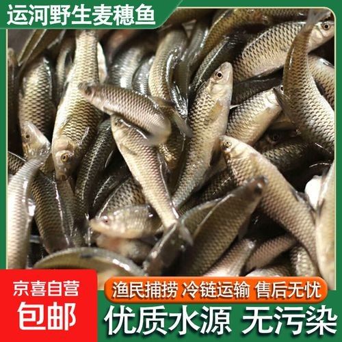 運河金龍魚和金龍魚區別 運河金龍魚和金龍魚區別 觀賞魚百科 第3張