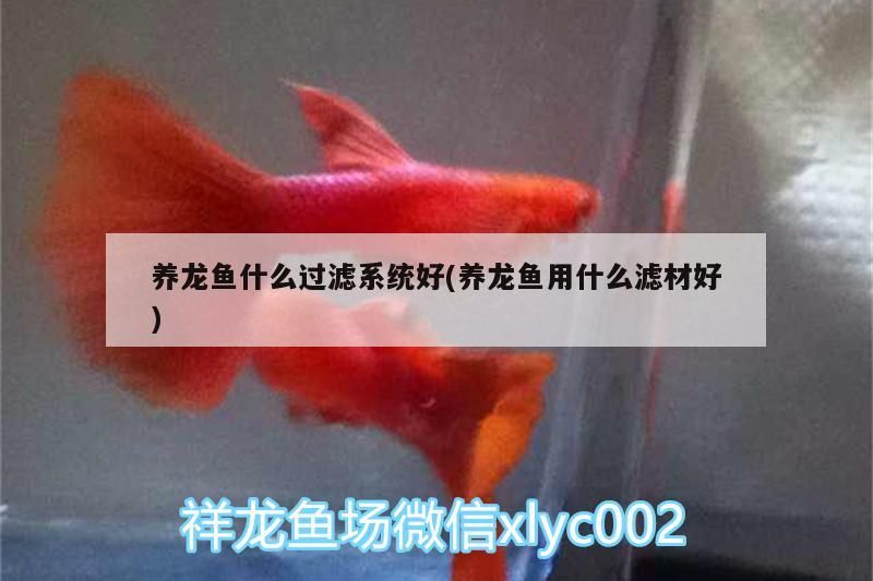 飼料 養龍魚什么過濾系統好(養龍魚用什么濾材好) 觀賞魚百科 養龍魚什么過濾系統好(養龍魚用什么濾材好) 養龍魚什么過濾系統好(養龍魚用什么濾材好) 觀賞魚百科