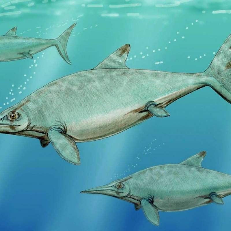 察隅龍魚 察隅龍魚 觀賞魚百科 第1張