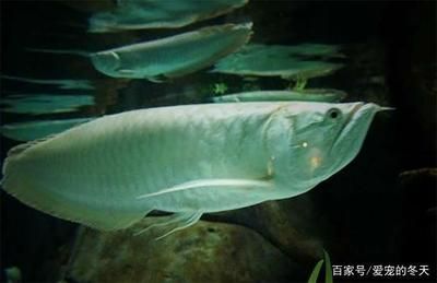 紅龍魚血統鑒定方法，如何鑒別紅龍魚的血統