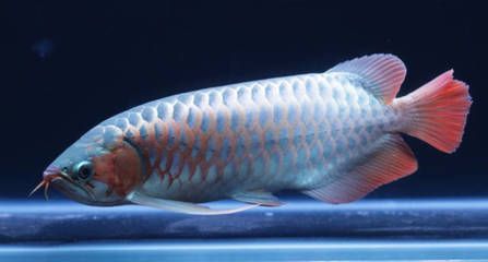 紅龍魚血統鑒定方法，如何鑒別紅龍魚的血統