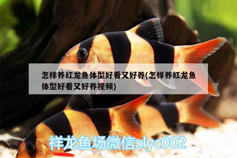 怎樣養(yǎng)紅龍魚體型好看又好養(yǎng)(怎樣養(yǎng)紅龍魚體型好看又好養(yǎng)視頻) 怎樣養(yǎng)紅龍魚體型好看又好養(yǎng)(怎樣養(yǎng)紅龍魚體型好看又好養(yǎng)視頻) 觀賞魚百科