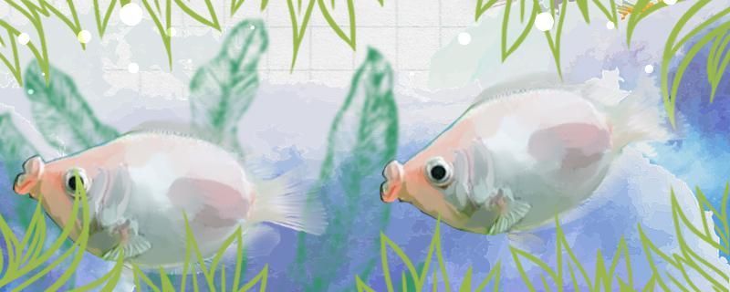 接吻魚可以和虎皮魚混養嗎能和什么魚混養 接吻魚可以和虎皮魚混養嗎能和什么魚混養 觀賞魚百科
