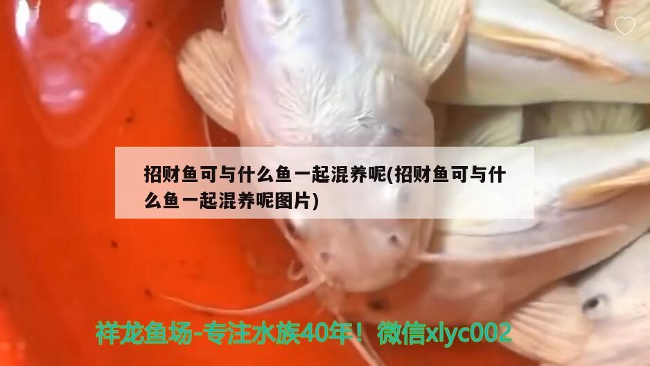 招財魚可與什么魚一起混養呢(招財魚可與什么魚一起混養呢圖片)