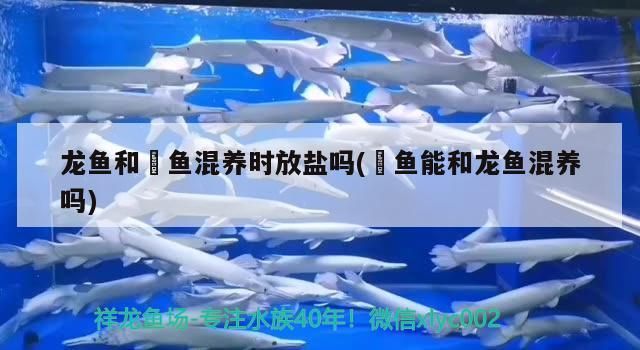 龍魚和魟魚混養時放鹽嗎(魟魚能和龍魚混養嗎)