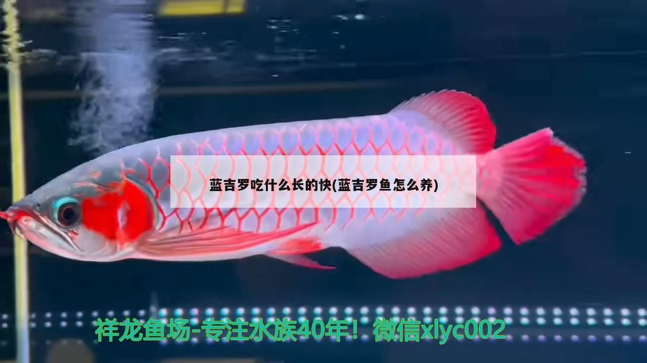 藍吉羅吃什么長的快(藍吉羅魚怎么養(yǎng))