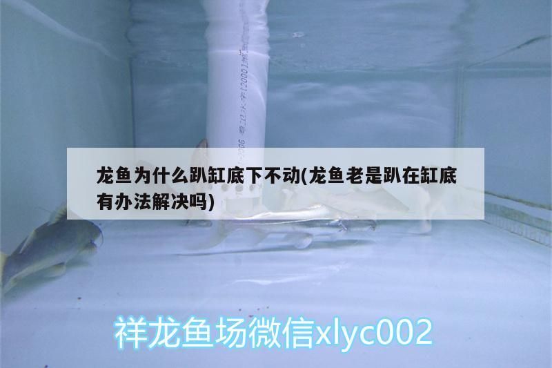 龍魚為什么趴缸底下不動(龍魚老是趴在缸底有辦法解決嗎)
