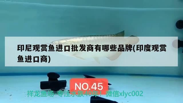 印尼觀賞魚進口批發商有哪些品牌(印度觀賞魚進口商) 印尼觀賞魚進口批發商有哪些品牌(印度觀賞魚進口商) 觀賞魚百科