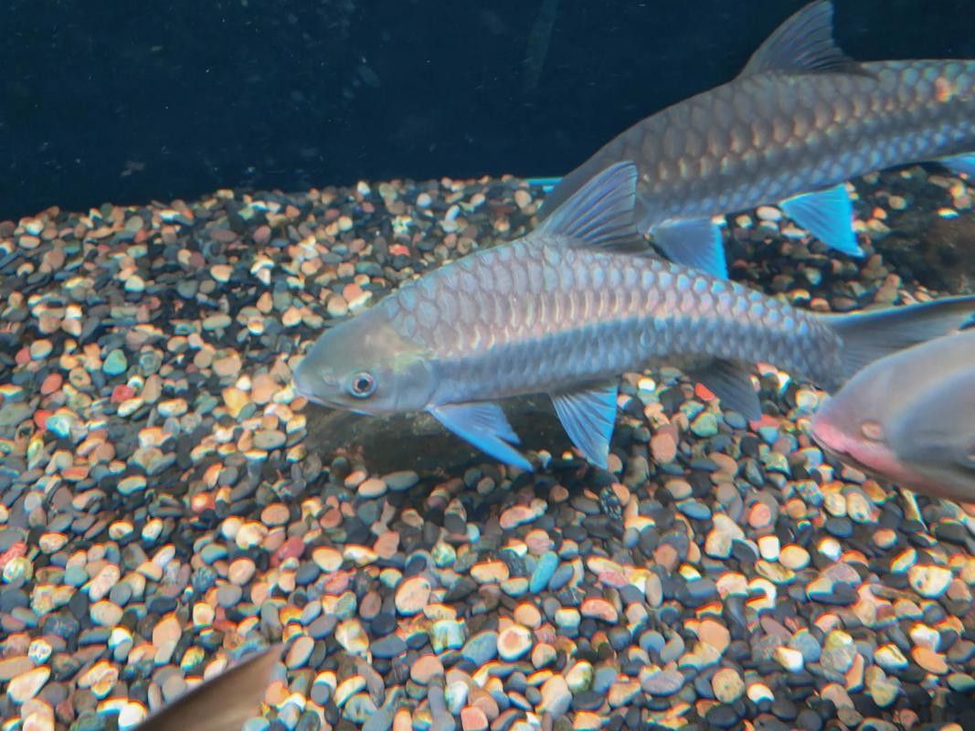 廣元亭子口高背魚圖片 觀賞魚百科 第6張 廣元亭子口高背魚圖片 廣元亭子口高背魚圖片 觀賞魚百科 第6張