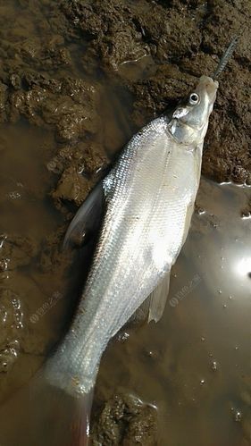 廣元亭子口高背魚圖片 觀賞魚百科 第1張 廣元亭子口高背魚圖片 廣元亭子口高背魚圖片 觀賞魚百科 第1張