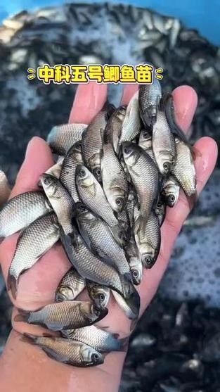 廣元亭子口高背魚圖片 觀賞魚百科 第5張 廣元亭子口高背魚圖片 廣元亭子口高背魚圖片 觀賞魚百科 第5張