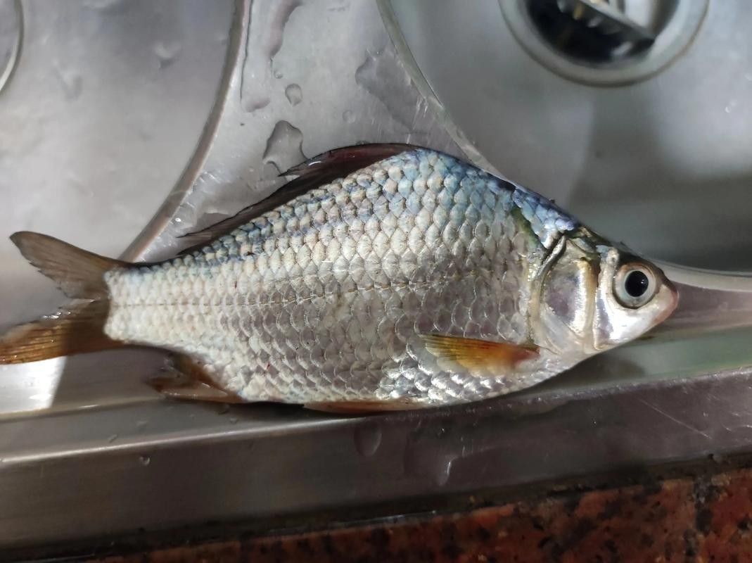 廣元亭子口高背魚圖片 觀賞魚百科 第4張 廣元亭子口高背魚圖片 廣元亭子口高背魚圖片 觀賞魚百科 第4張