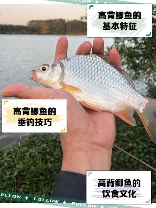廣元亭子口高背魚圖片 觀賞魚百科 第3張 廣元亭子口高背魚圖片 廣元亭子口高背魚圖片 觀賞魚百科 第3張