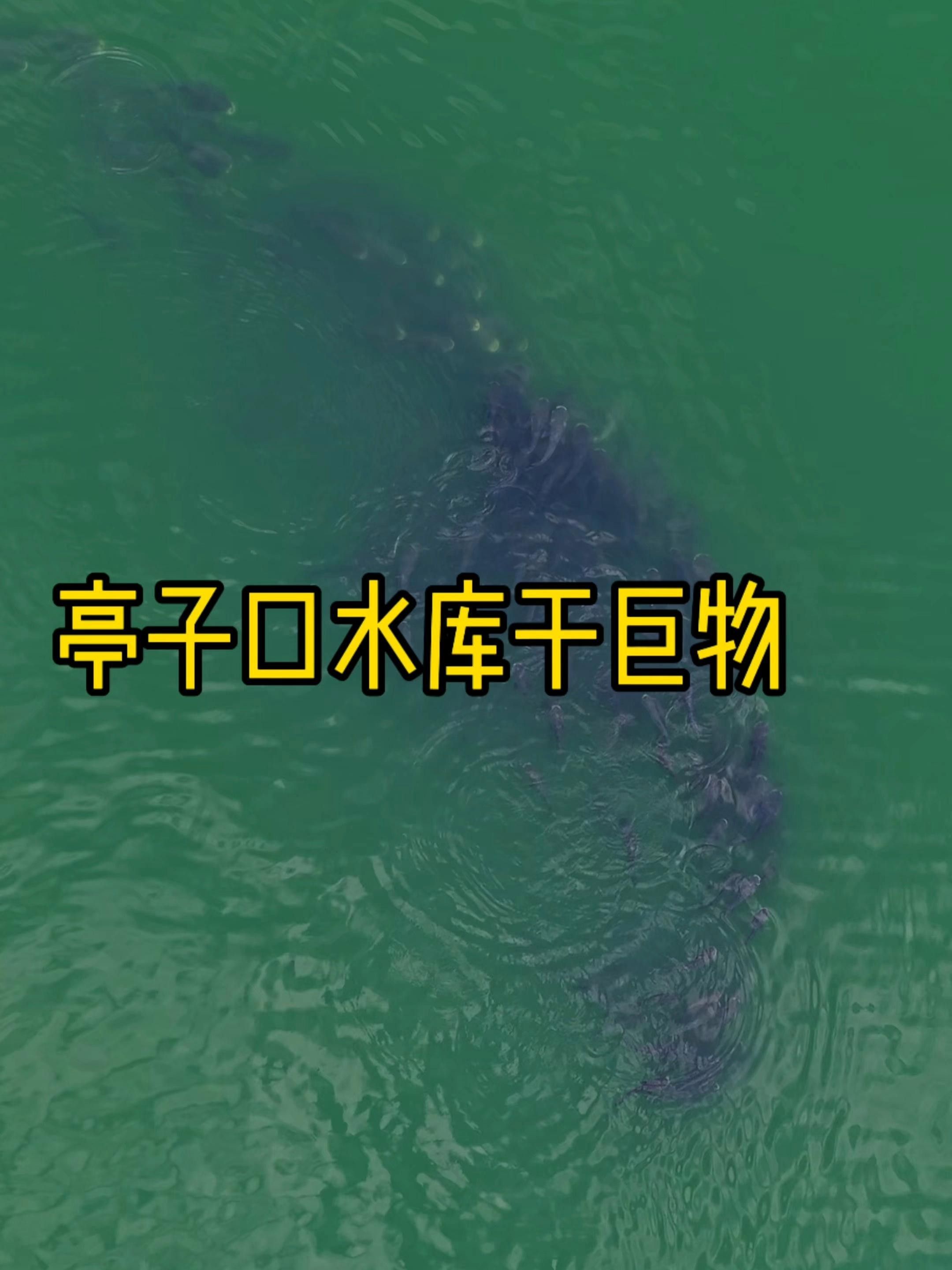 廣元亭子口高背魚圖片 廣元亭子口高背魚圖片 觀賞魚百科 第8張