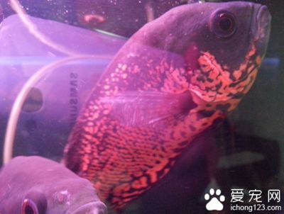 金龍魚奧運(yùn)會宣傳片之外婆橋(120秒版):金龍魚奧運(yùn)會的宣傳片中的外婆橋是真實存在的嗎? 觀賞魚百科 第2張 金龍魚奧運(yùn)會宣傳片之外婆橋(120秒版):金龍魚奧運(yùn)會的宣傳片中的外婆橋是真實存在的嗎? 金龍魚奧運(yùn)會宣傳片之外婆橋(120秒版):金龍魚奧運(yùn)會的宣傳片中的外婆橋是真實存在的嗎? 觀賞魚百科 第2張