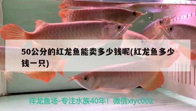 飼料 50公分的紅龍魚能賣多少錢呢(紅龍魚多少錢一只) 觀賞魚百科 50公分的紅龍魚能賣多少錢呢(紅龍魚多少錢一只) 50公分的紅龍魚能賣多少錢呢(紅龍魚多少錢一只) 觀賞魚百科