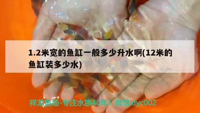 龍魚 1.2米寬的魚缸一般多少升水啊(12米的魚缸裝多少水) 觀賞魚百科 1.2米寬的魚缸一般多少升水啊(12米的魚缸裝多少水) 1.2米寬的魚缸一般多少升水啊(12米的魚缸裝多少水) 觀賞魚百科
