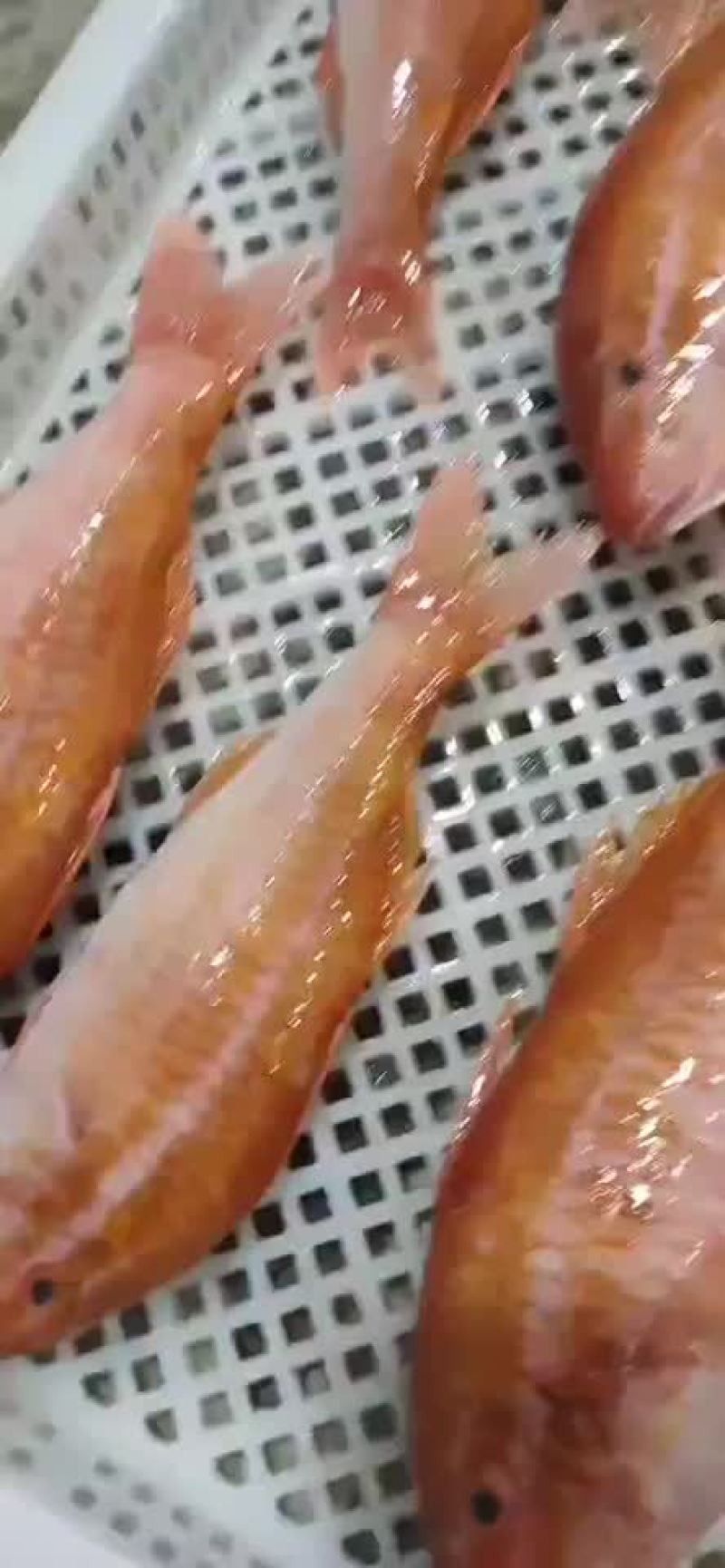 鼓浪嶼紅娘魚龍頭魚 鼓浪嶼紅娘魚龍頭魚 觀賞魚百科 第5張