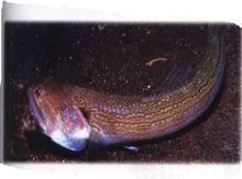 鼓浪嶼紅娘魚龍頭魚 鼓浪嶼紅娘魚龍頭魚 觀賞魚百科 第6張