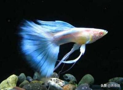 常見的觀賞魚都有哪些品種的（世界十大最好養的大型觀賞魚） 常見的觀賞魚都有哪些品種的（世界十大最好養的大型觀賞魚） 觀賞魚百科 第2張