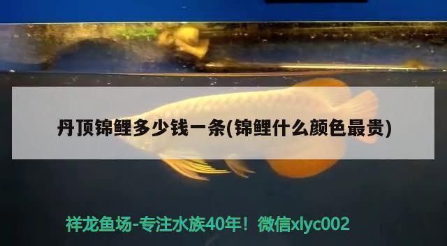 魚缸過濾器選購指南:自制魚缸過濾器魚缸上置過濾器對于養魚愛好者的必備知識 丹頂錦鯉多少錢一條(錦鯉什么顏色最貴) 觀賞魚百科 丹頂錦鯉多少錢一條(錦鯉什么顏色最貴) 丹頂錦鯉多少錢一條(錦鯉什么顏色最貴) 觀賞魚百科