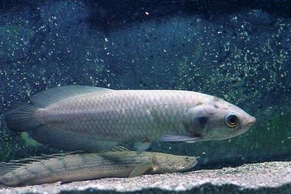 尼瑪龍魚