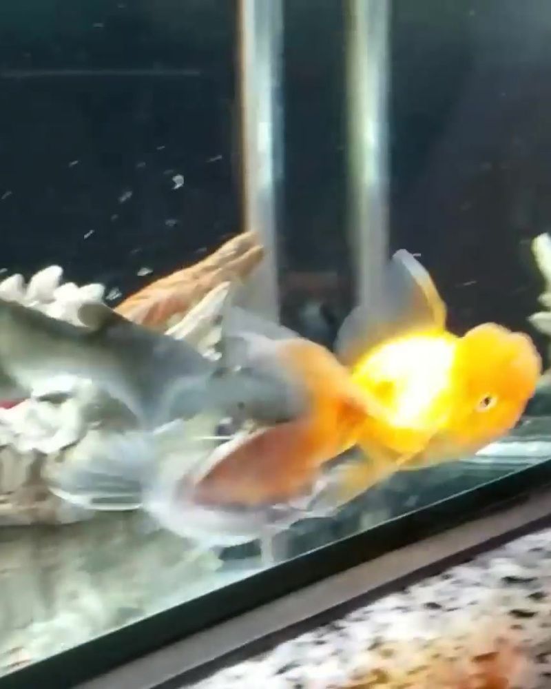 這個魚缸還能不能要？