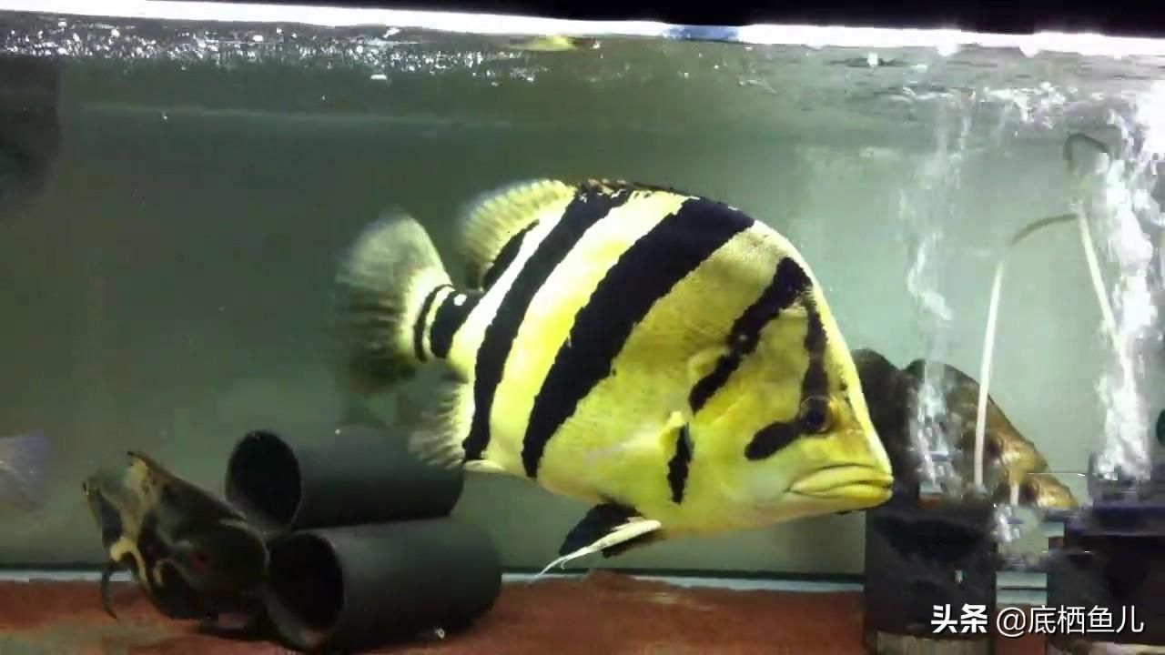 紅龍魚混養最佳搭配圖