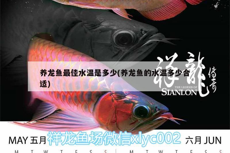 養龍魚最佳水溫是多少(養龍魚的水溫多少合適) 養龍魚最佳水溫是多少(養龍魚的水溫多少合適) 觀賞魚百科