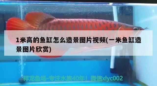 1米高的魚缸怎么造景圖片視頻(一米魚缸造景圖片欣賞) 1米高的魚缸怎么造景圖片視頻(一米魚缸造景圖片欣賞) 觀賞魚百科